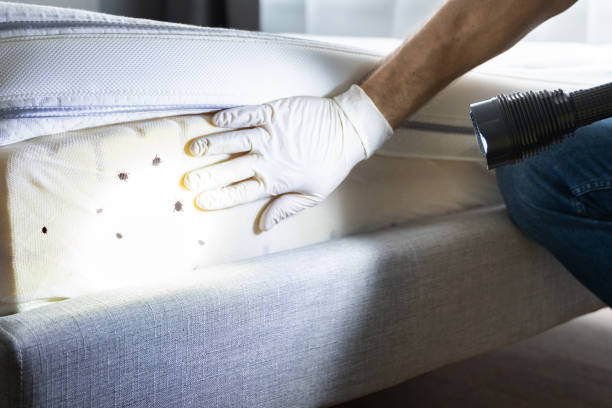 Best Rat Extermination Near Me  in Solomons, MD