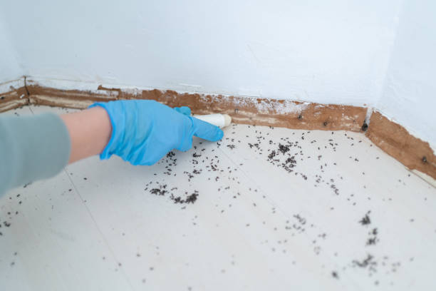 Best Bed Bug Extermination  in Solomons, MD